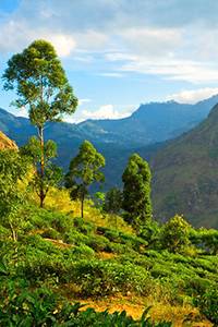 Sri Lanka – Wolkenmädchen, Hochland & Dschungel