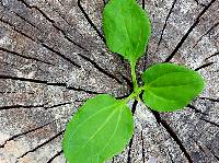 Personal & Professional Standing